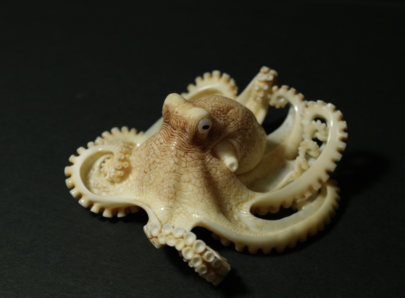 OCTOPUS